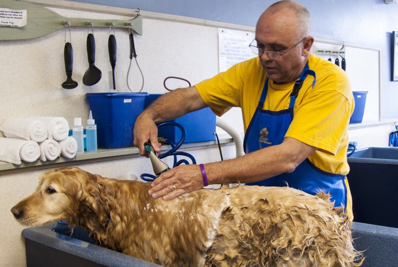 toiletteur-LA GARDE FREINET-min_dog-bath-682169_1280